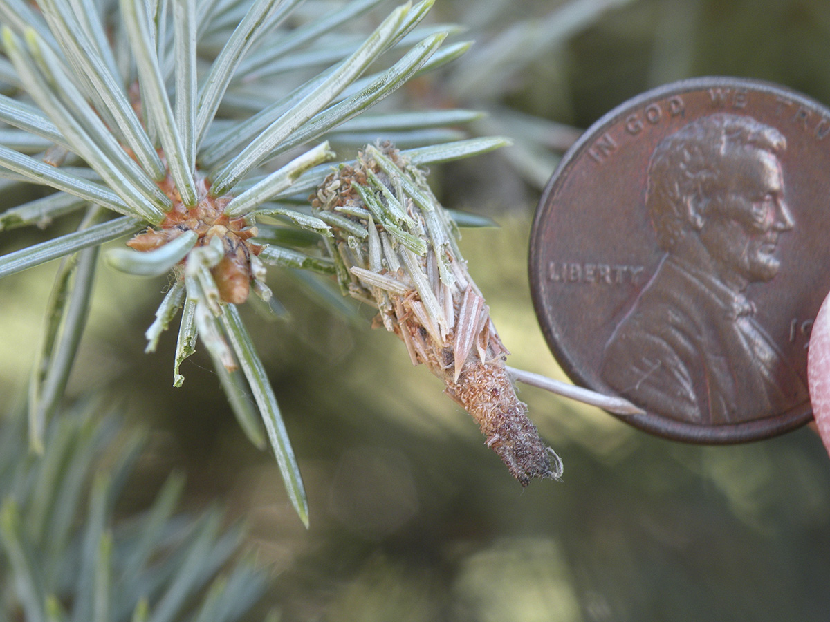 Bagworm size in mid-July on a blue spruce. (Photo by Vicki Jedlicka, Nebraska Extension in Lancaster County)