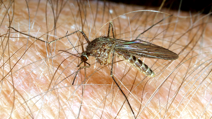 Culex Mosquito - photo James Kalisch, UNL Entomology