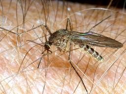 Culex Mosquito - photo James Kalisch, UNL Entomology