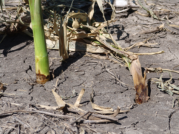 Bacterial Stalk Rot