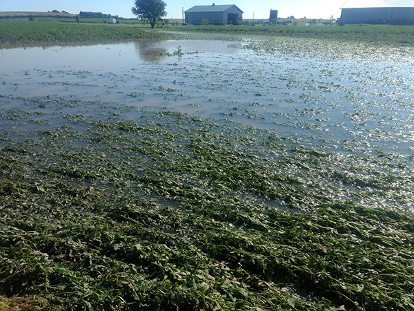 Flooded alfalfa field new Elm Creek