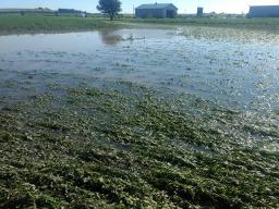 Flooded alfalfa field new Elm Creek