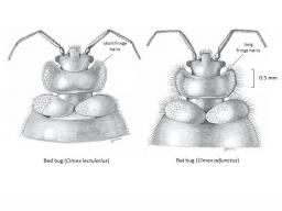 Illustration of the difference between the bed bug and the bat bug. (By Jody Green) 