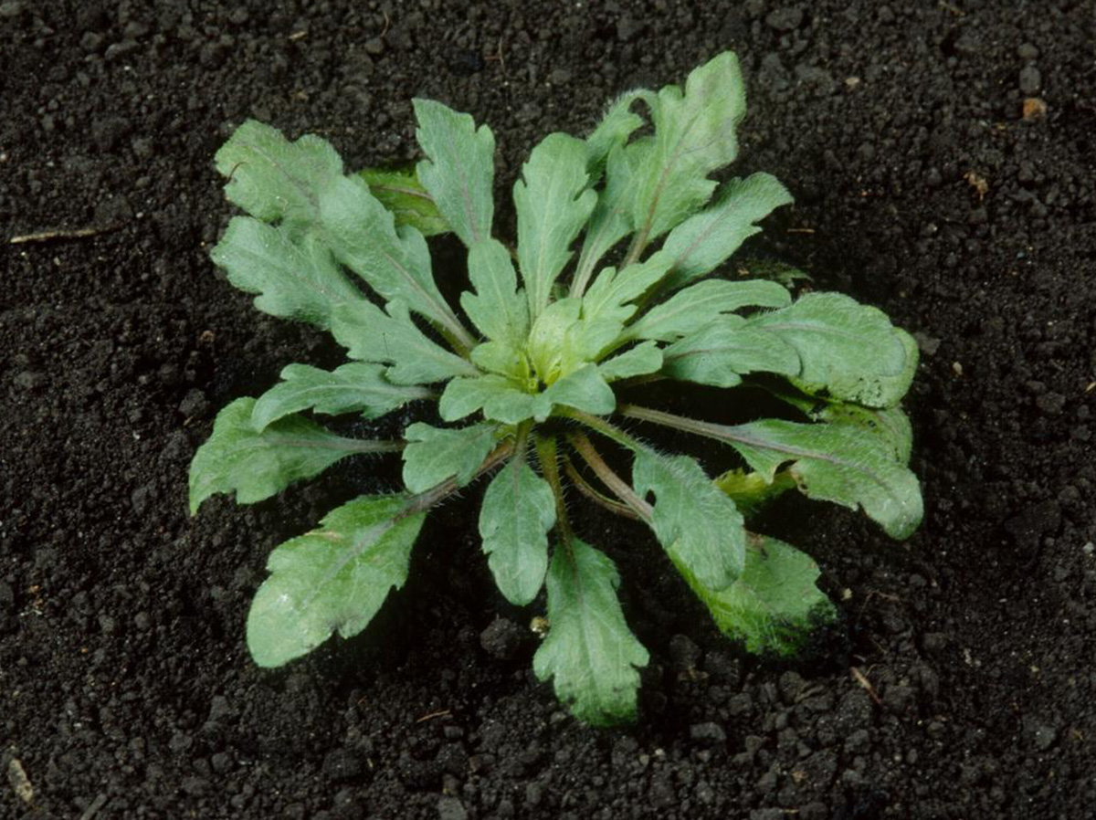 Biennials like marestail grow into a small rosette of foliage during their first year of growth. This is a good stage to target them for control. (Photo by Doug Doohan, Ohio State University/ OARDC, Bugwood.org) 