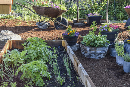 Explore all things connected with the landscape with like-minded gardeners.