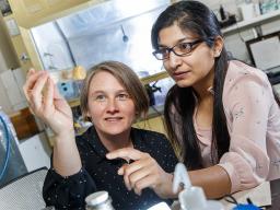 Kristi Montooth (left) and Omera Matoo examine fruit flies in the lab.  Craig Chandler | University Communication 