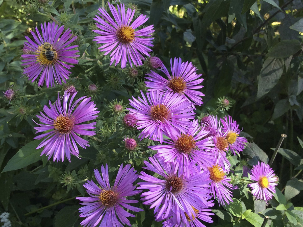 New England aster (Photo by Mary Jane Frogge, Nebraska Extension in Lancaster County)