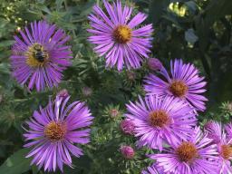 New England aster (Photo by Mary Jane Frogge, Nebraska Extension in Lancaster County)
