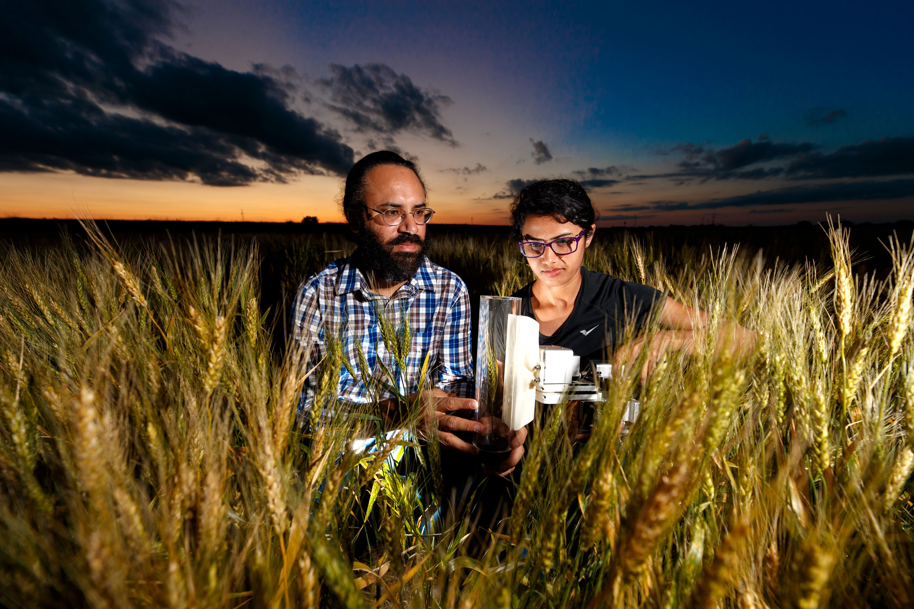 Harkamal Walia (left) and Jaspreet Kaur Sandhu, a graduate research assistant, measure the carbon being expired by a head of wheat. Walia will present “Improving Heat Resilience in Cereals” Sept. 6. Craig Chandler  |  University Communication