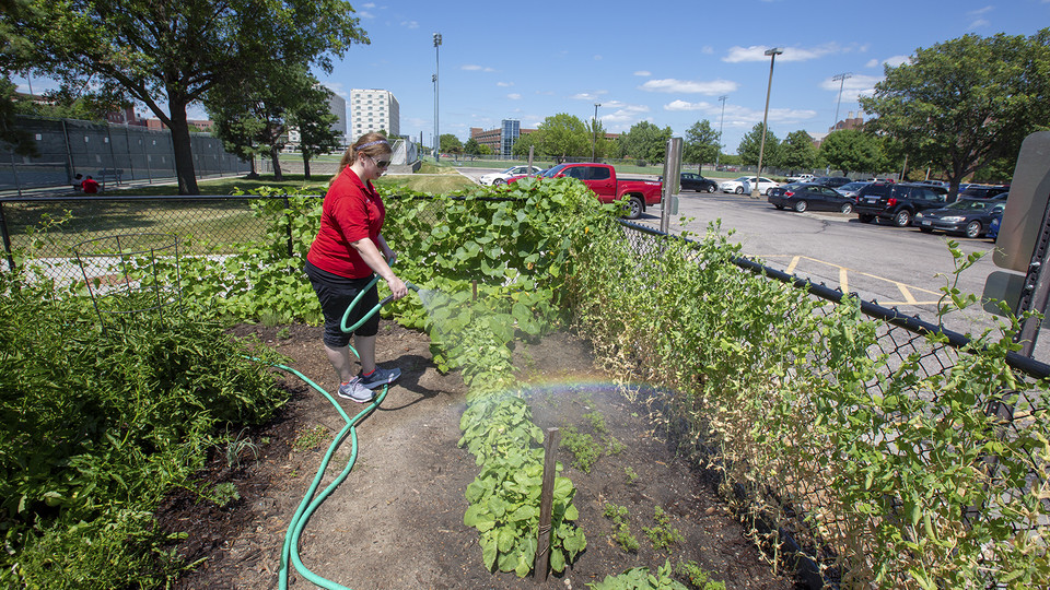 Megan Thomazin waters the Willa Cather Dining Center garden. University housing employees use the first-year space to grow fresh vegetables and herbs that are served in the dining facility.