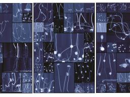 Dornith Doherty, "Seedling Cabinet I, II, III," Digital Chromogenic Lenticular Prints 