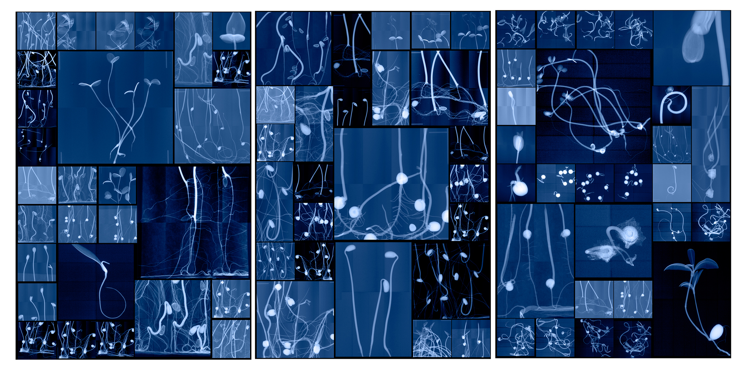 Dorinth Doherty,  “Seeding Cabinet I, II, III.”