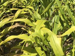 Corn in Lancaster County showing sulfur deficiency. (Photo by Tyler Williams, Nebraska Extension in Lancaster County)