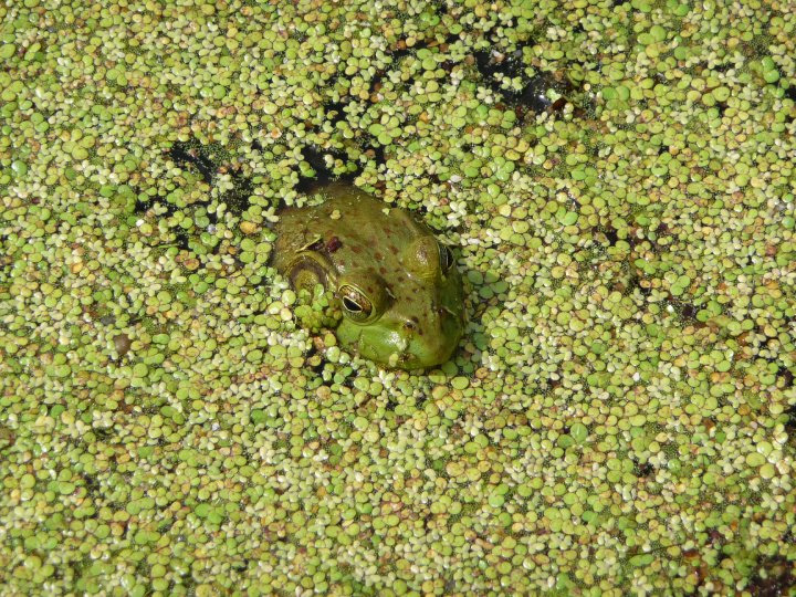 Amphibian Awareness Week: Green Frog and American Bullfrog