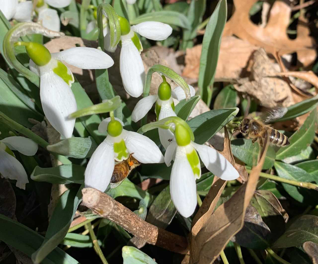 Snowdrops (Photo by Mary Jane Frogge, Nebraska Extension in Lancaster County)