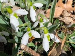 Snowdrops (Photo by Mary Jane Frogge, Nebraska Extension in Lancaster County)