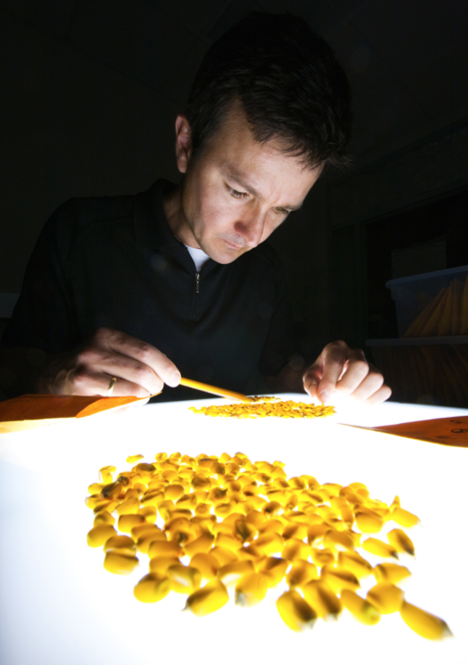 Assistant professor David Holding analyzing corn kernels.