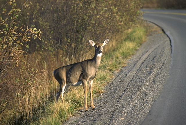 Deer_whitetail.jpg