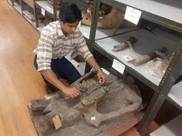 Dr. Advait Jukar with the Smithsonian Intitution's National Museum of Natural History measures the teeth of a mastodon fossil in the University of Nebraska State Museum's fossil collection kept at Nebraska Hall. 