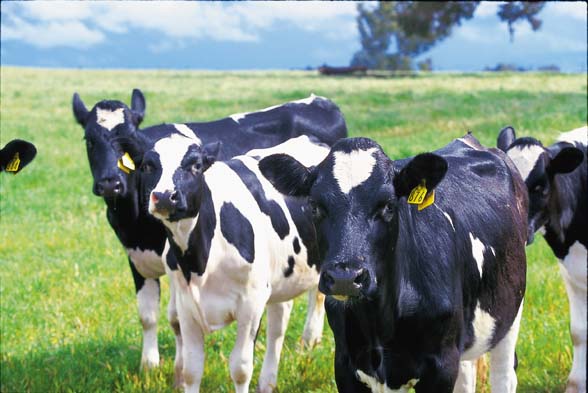 US-Dairy-cattle-1.jpg