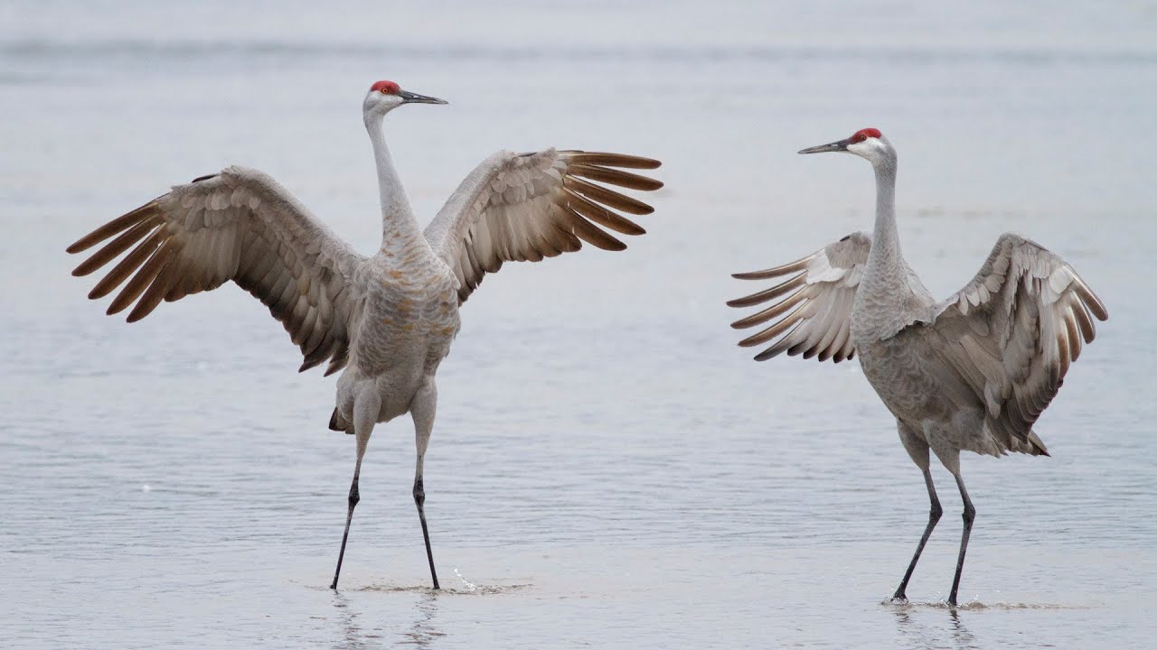 Sandhill crane watch