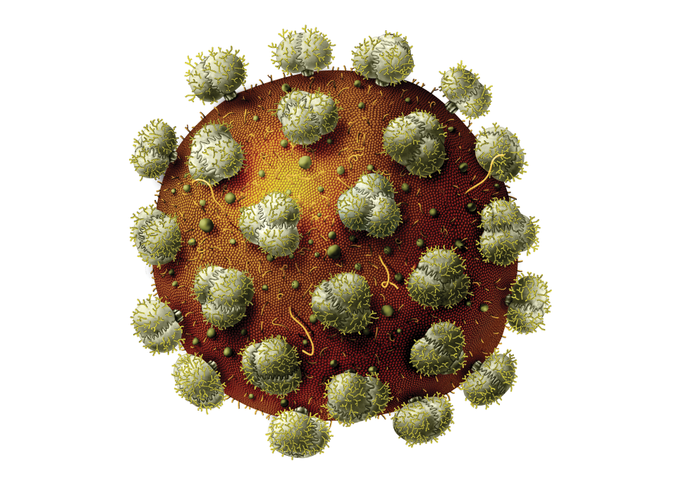 A scientifically accurate illustration of an HIV virus designed by Angie Fox, staff illustrator for the NU State Museum.