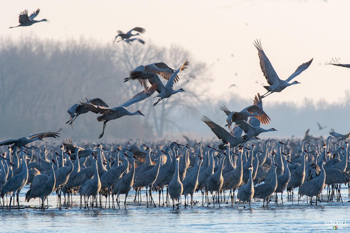 Witness the great Sandhill crane migration Announce University of