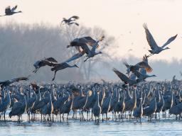 Sandhill cranes on the Platte River