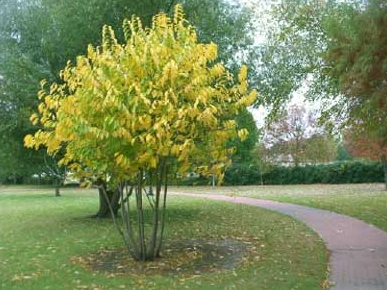 A pawpaw tree in autumn. The tree is one of many varieties available at the Sept. 24 plant sale.