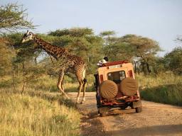 Spot and track wildlife as we move across the landscape of Africa