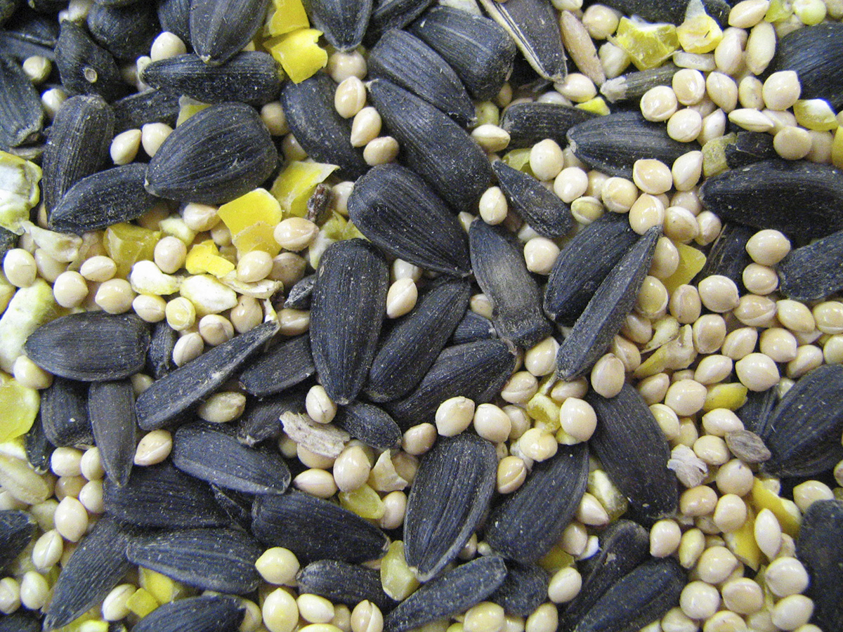 A recommended bird seed mixture consists of 50% black-oil sunflower seeds, 25% millet and 25% cracked corn. (Photo by Vicki Jedlicka, Nebraska Extension in Lancaster County)