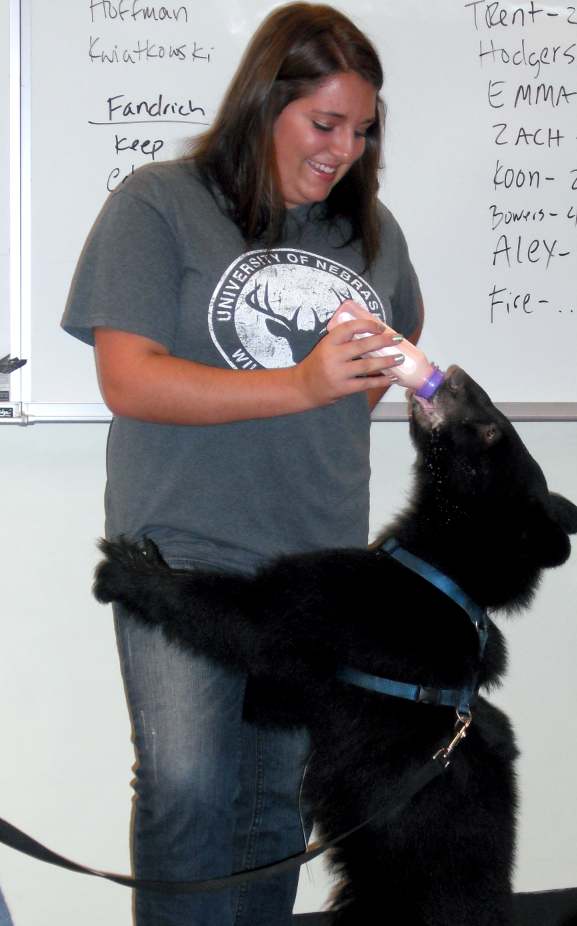 A student from the UNL Wildlife Club feeds a black bear during a visit from Wildlife Encounters last year.