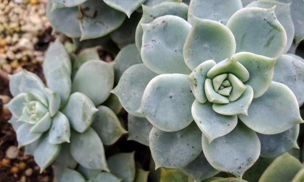Succulent Sale for Horticulture Club from 11 a.m. to 1 p.m. at the Nebraska Unions
