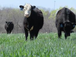 cattle-grazing-rye-cover-crop-2.jpg