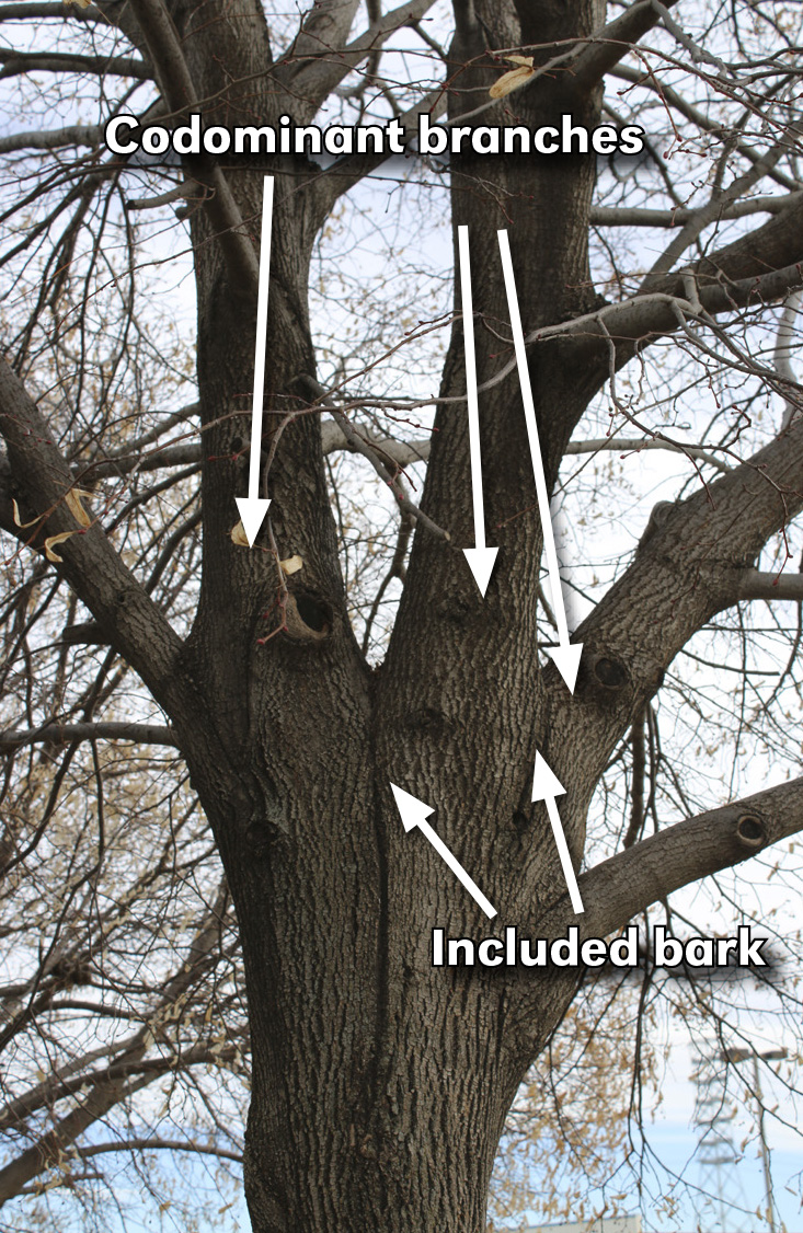 Ideally, lower branches should be removed gradually during the first 25 years of a tree’s life to prevent the need for removal of very large branches. (Photo by Vicki Jedlicka, Nebraska Extension in Lancaster County)