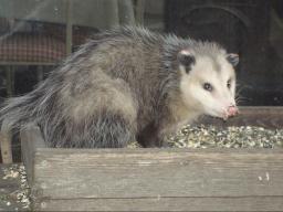 Animals like opossums are attracted  to birdseed on the ground or within  easy reach. (Photo by Soni Cochran, Nebraska Extension in Lancaster County) 