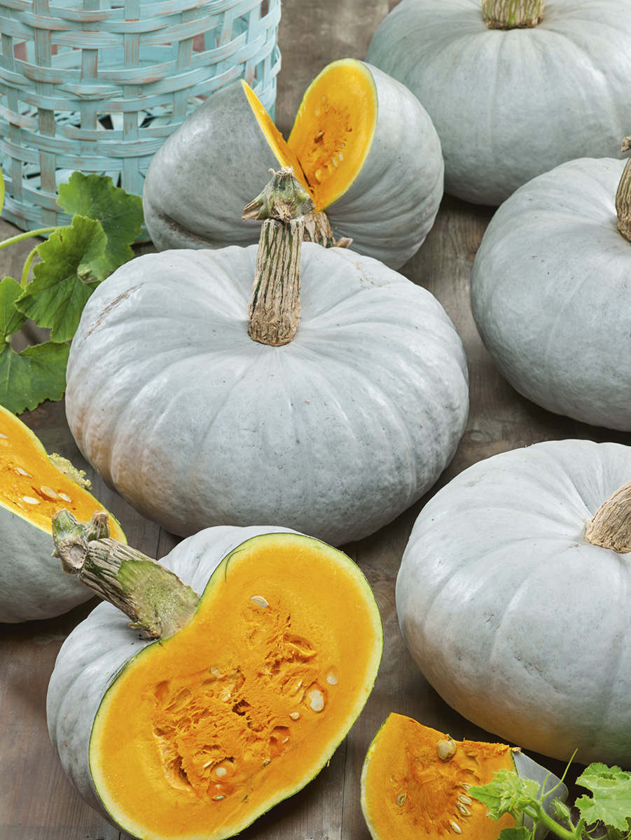 Pumpkin  ‘Blue Prince’ (Photo courtesy of All-America Selections)