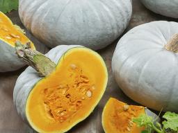 Pumpkin  ‘Blue Prince’ (Photo courtesy of All-America Selections)