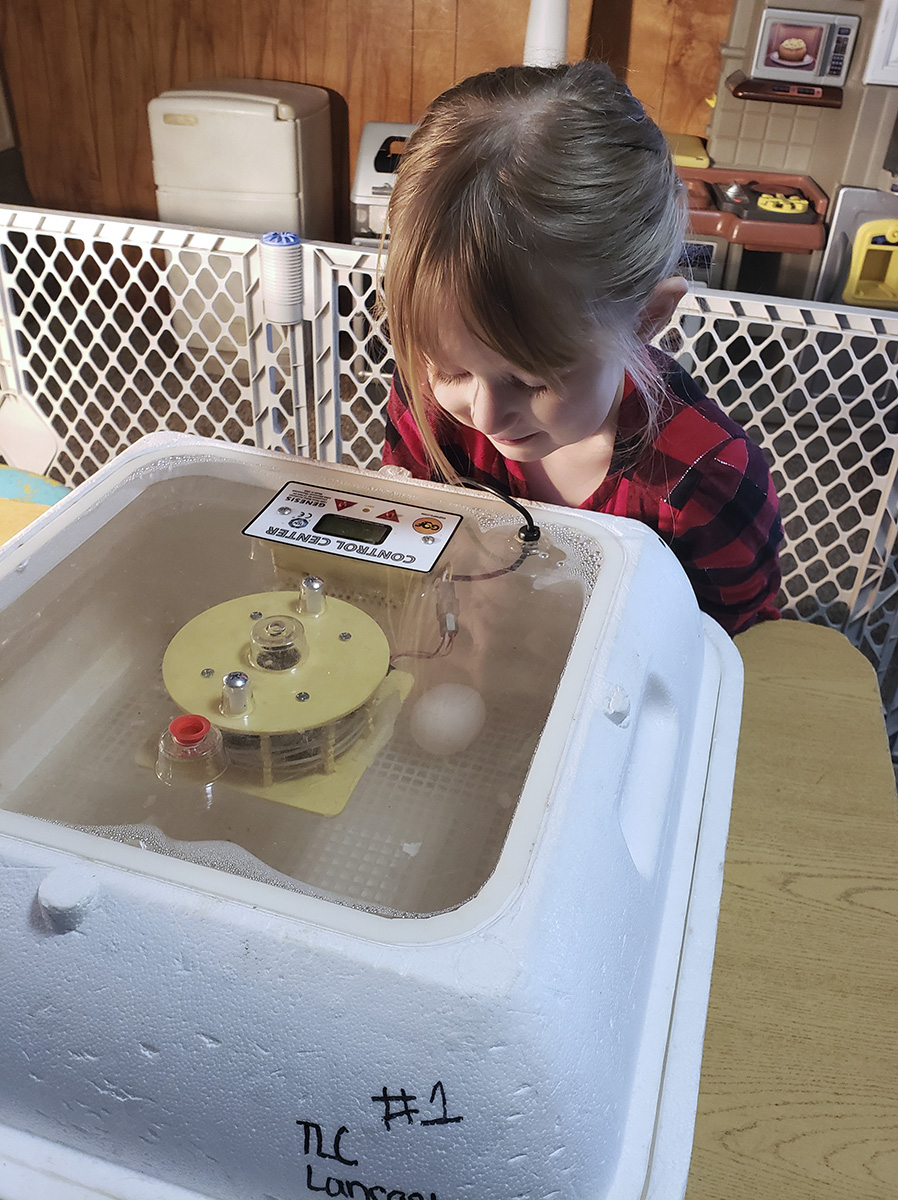 Youth at childcare centers participating in Look Who’s Hatching can experience chicks hatching. (Photo by Molly Holloway) 