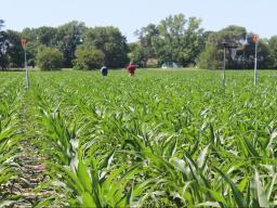 Testing Ag Performance Solutions participants inspect their subsurface drip-irrigated corn plots during the 2019 Field Day. TAPS has earned an $850,000 Conservation Innovation Grant award from the U.S. Department of Agriculture’s Natural Resource Conserva