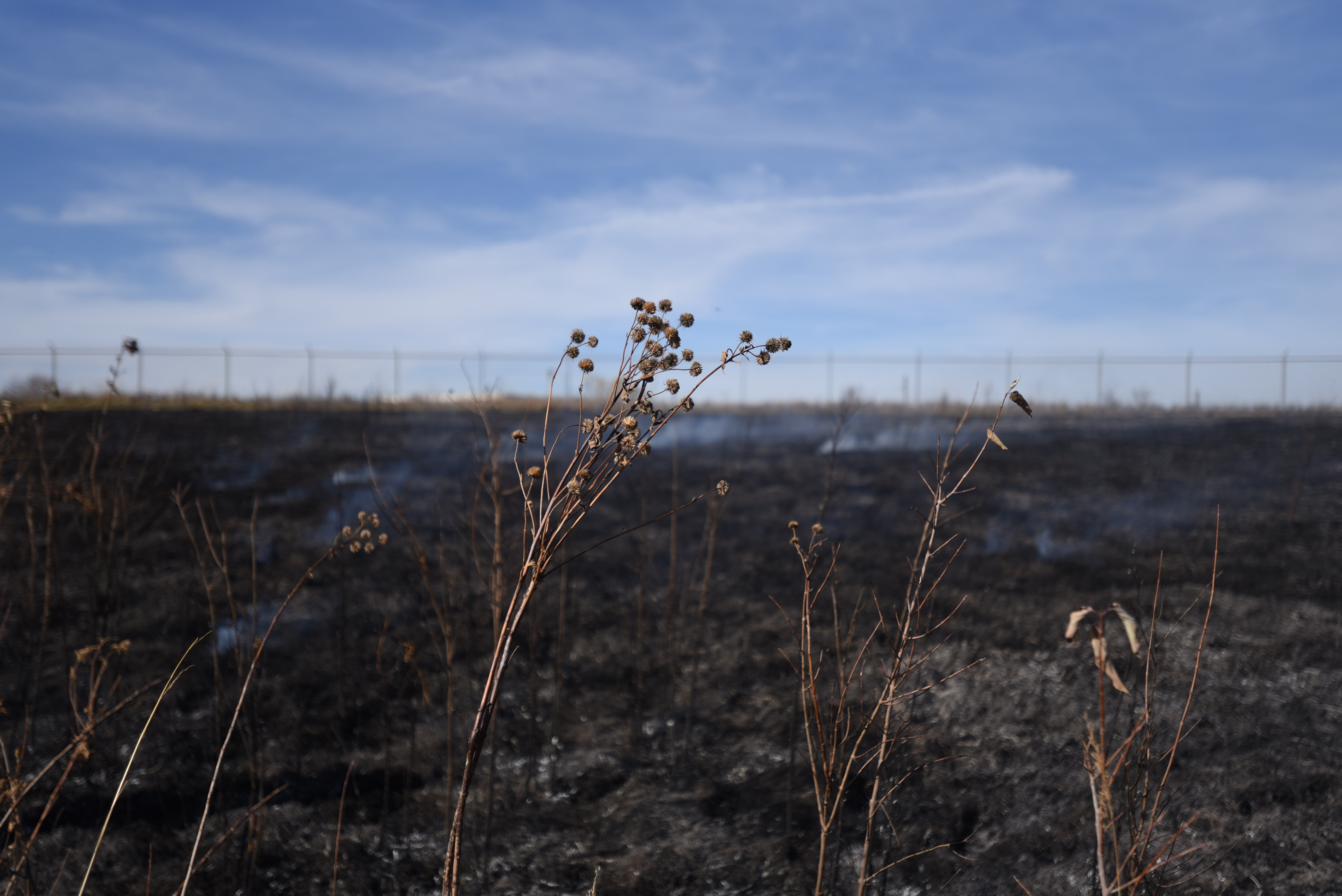 Nine-Mile Prairie after a teaching burn