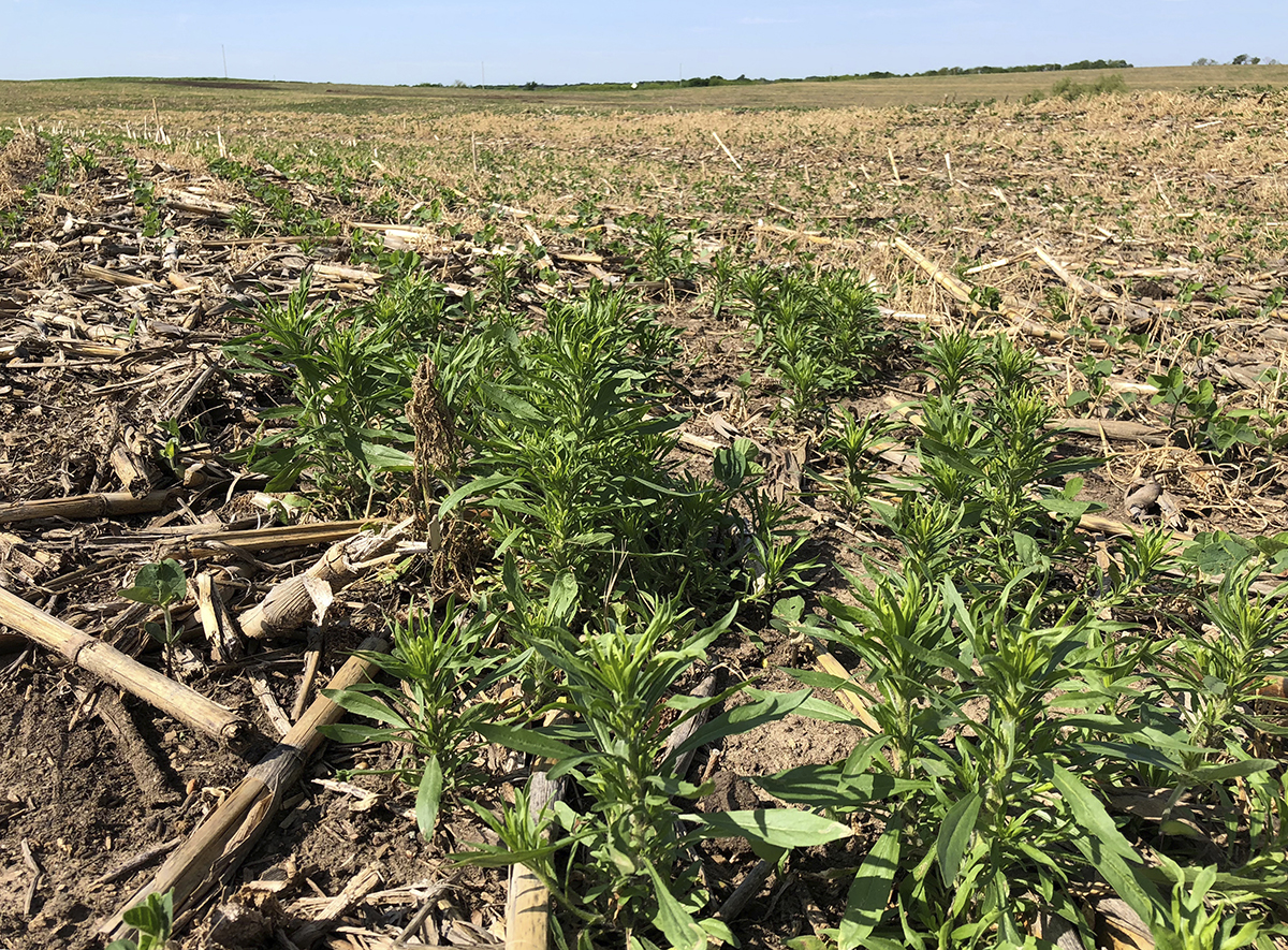 Spring marestail growth in a crop field. (Photo by Tyler Williams, Nebraska Extension in Lancaster County)