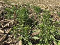 Spring marestail growth in a crop field. (Photo by Tyler Williams, Nebraska Extension in Lancaster County)