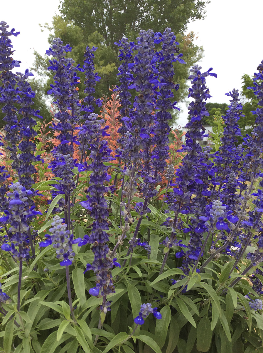 Blue Salvia (Photo by Mary Jane Frogge, Nebraska Extension in Lancaster County)