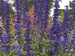 Blue Salvia (Photo by Mary Jane Frogge, Nebraska Extension in Lancaster County)