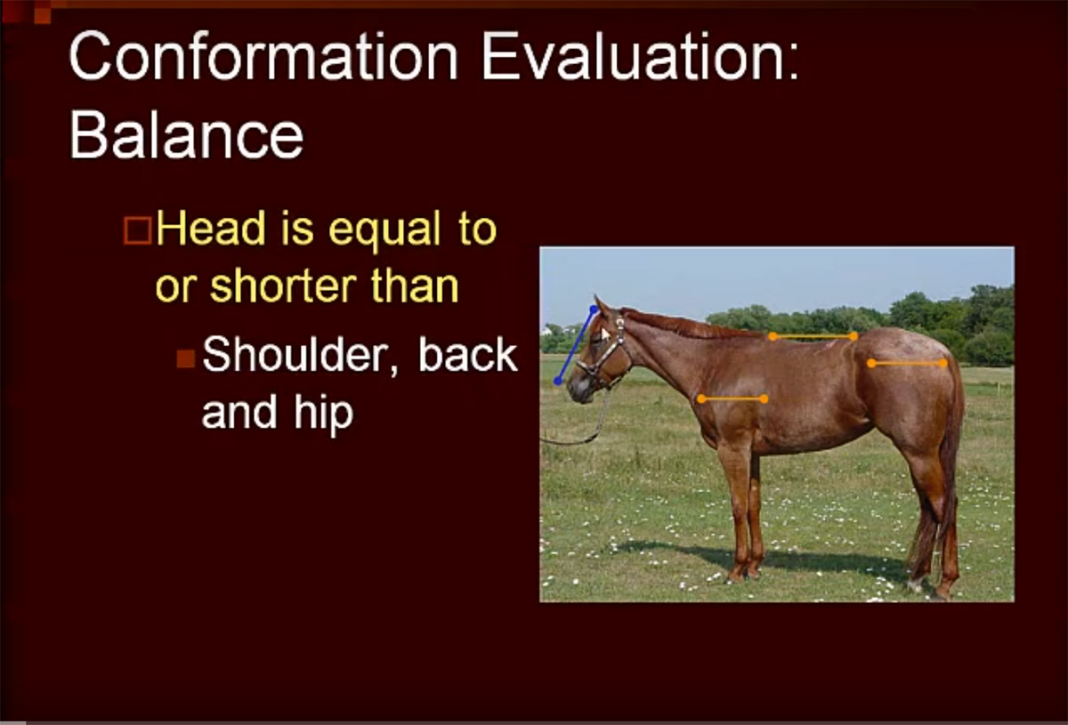 Still from Nebraska Extension's "Conformation and Selection of Horses" video