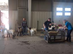 2019 4-H/FFA Sheep & Meat Goat Weigh-In