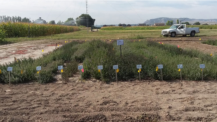 A mint variety trial plot at the Panhandle Research and Extension Center.