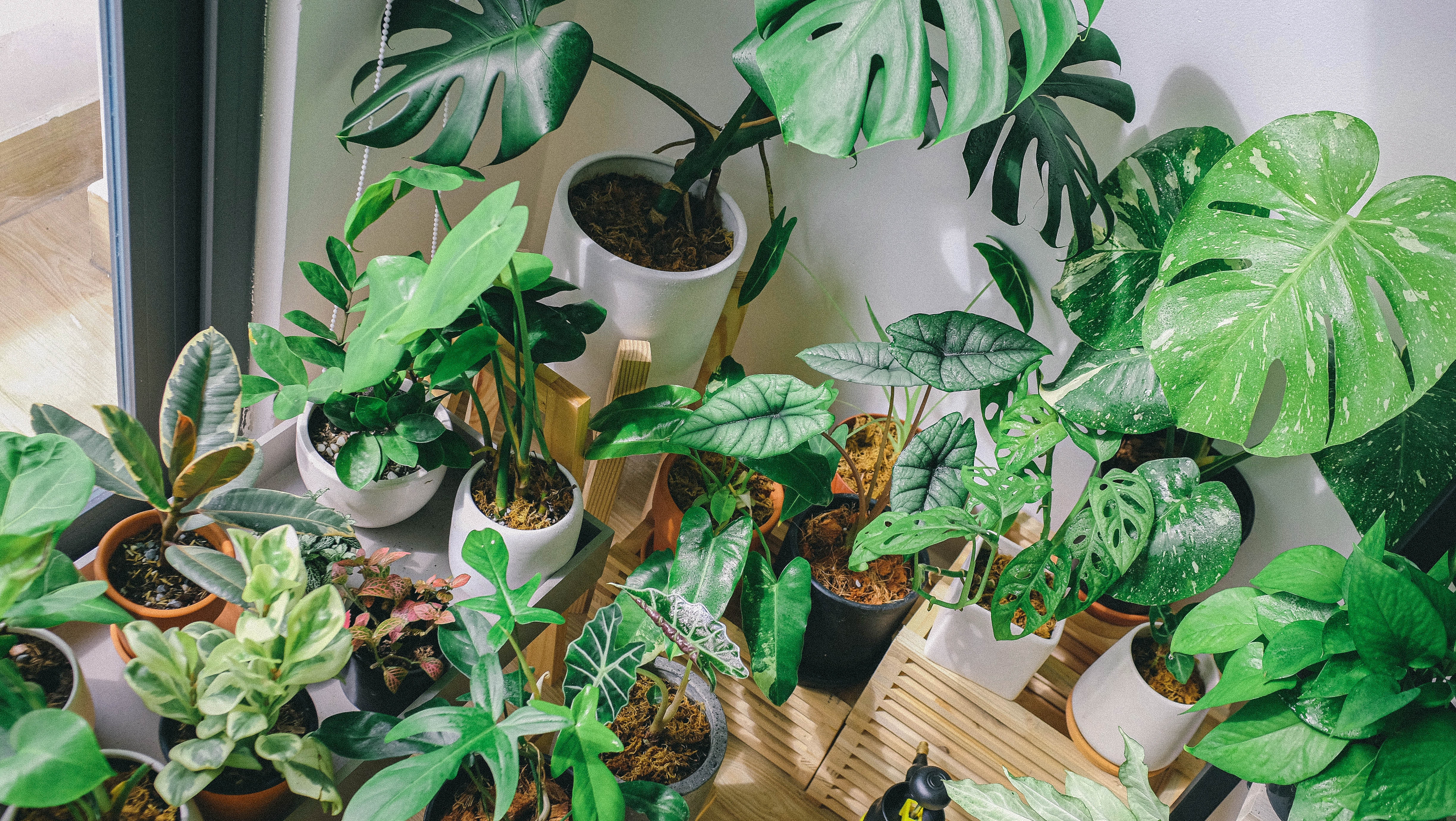 Try out any of these three houseplants for an easy-to-care-for piece of greenery. 