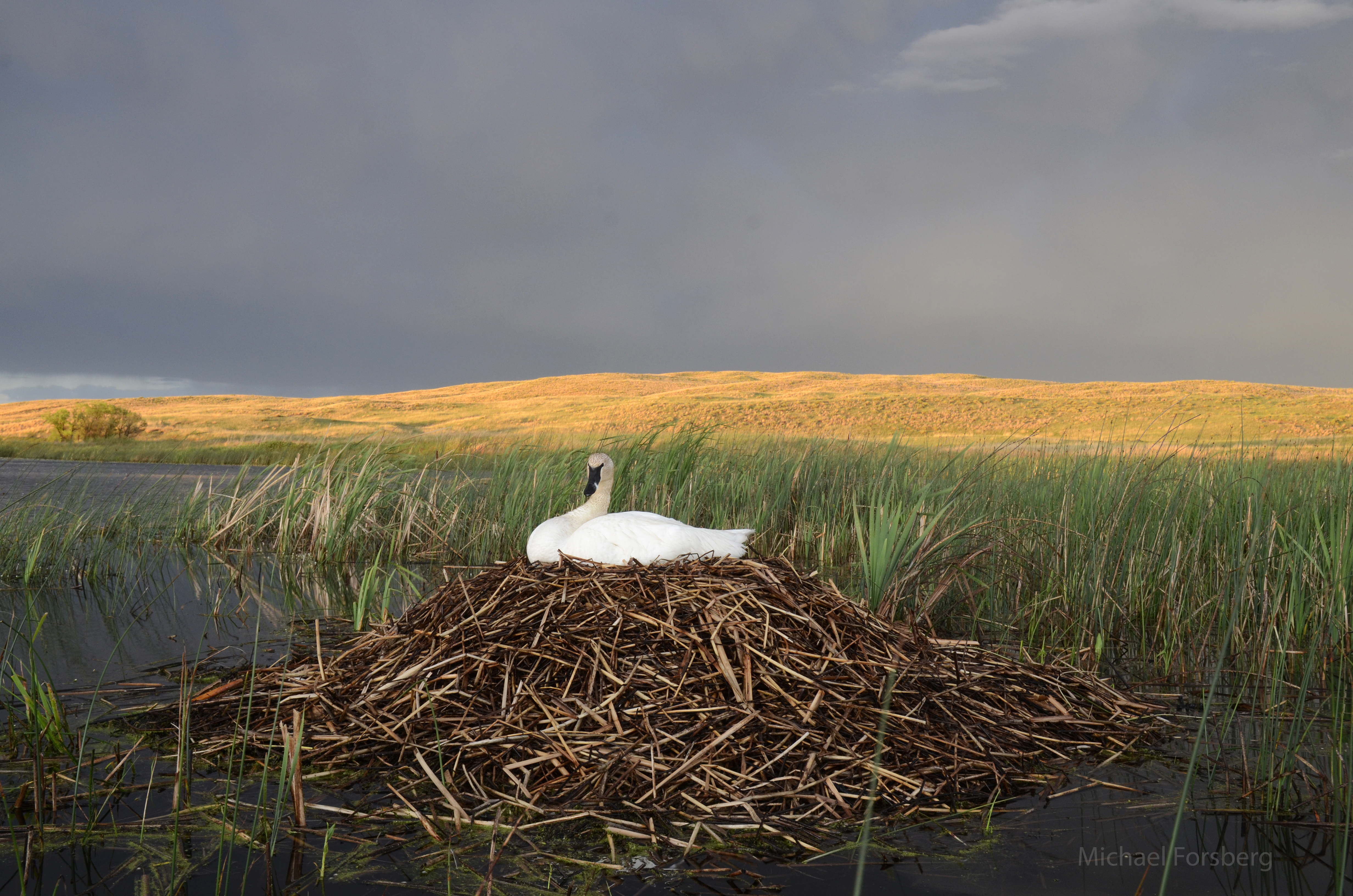 Photographer Michael Forsberg shares a story and collection of photos (including this one) about the reintroduction of trumpeter swans in the Nebraska Sandhills in the latest Platte Basin Timelapse project. 